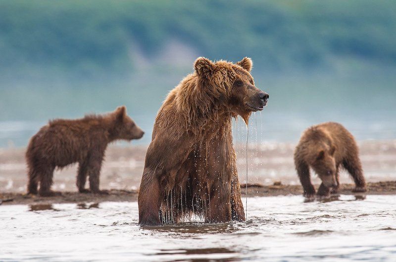 Потерпите , детки ! Сейчас точно поймаю ! фото превью