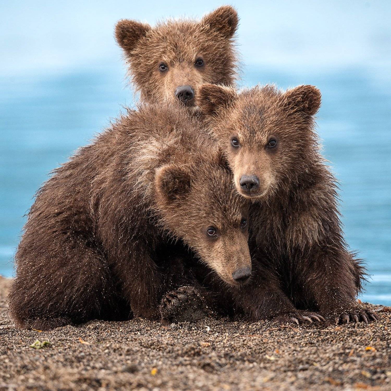 Камчатка, Медвежата, СергейИванов, Южно-камчатский заказник, Сергей Иванов