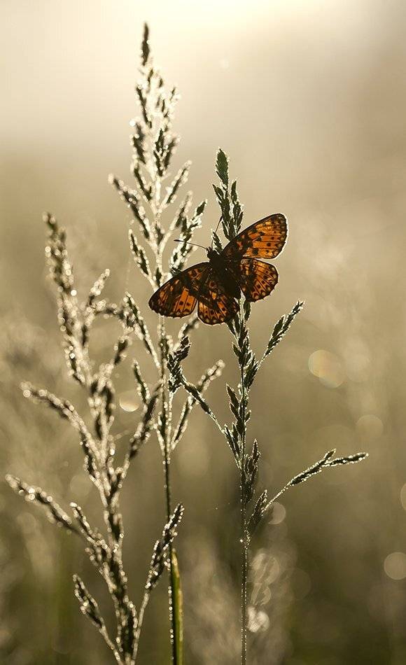 , Иваненко Светлана