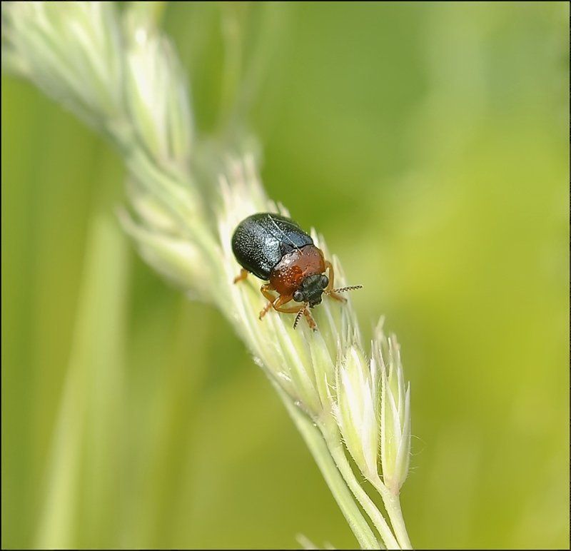 Силёныш... фото превью