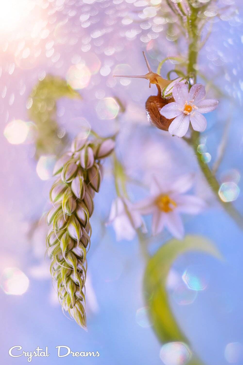 Art, Bokeh, Color, Crystal Dreams, Light, Macro, Nature, Snail, Татьяна Крылова