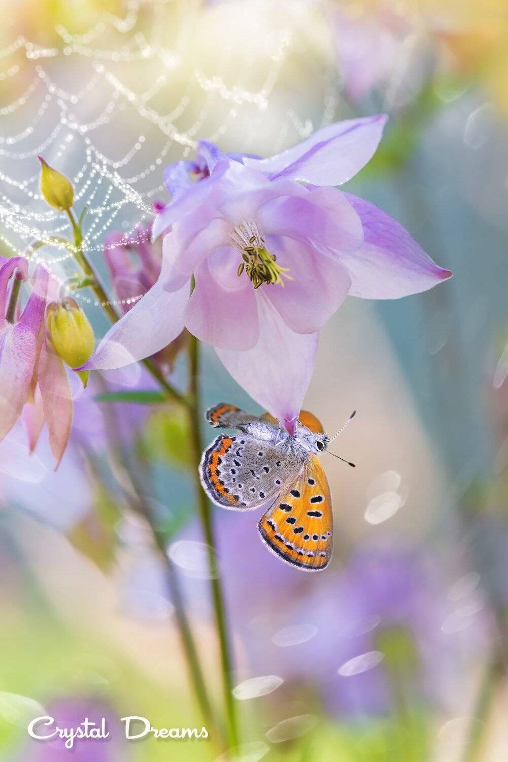 Art, Bokeh, Butterfly, Crystal Dreams, Flowers, Macro, Nature, Татьяна Крылова