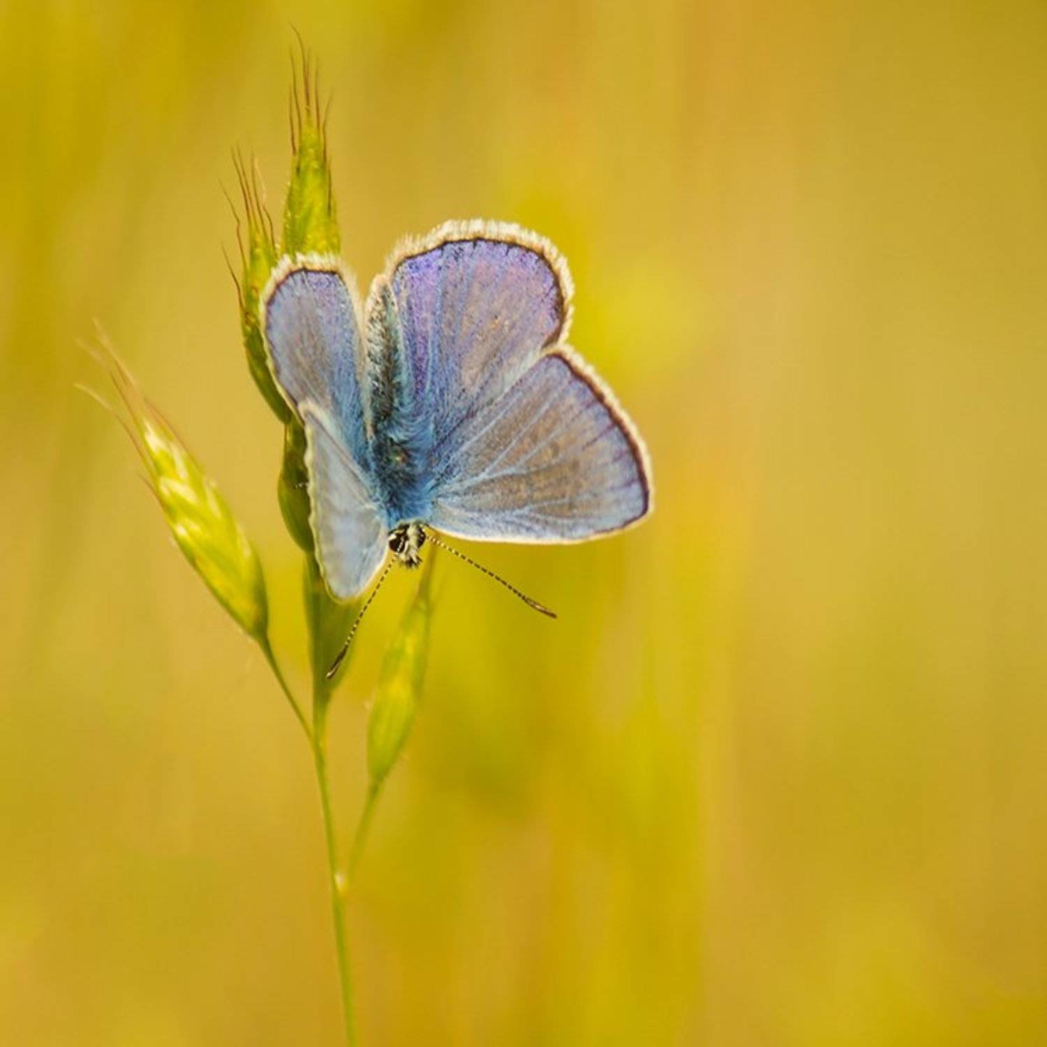 , Pawel Plucinski