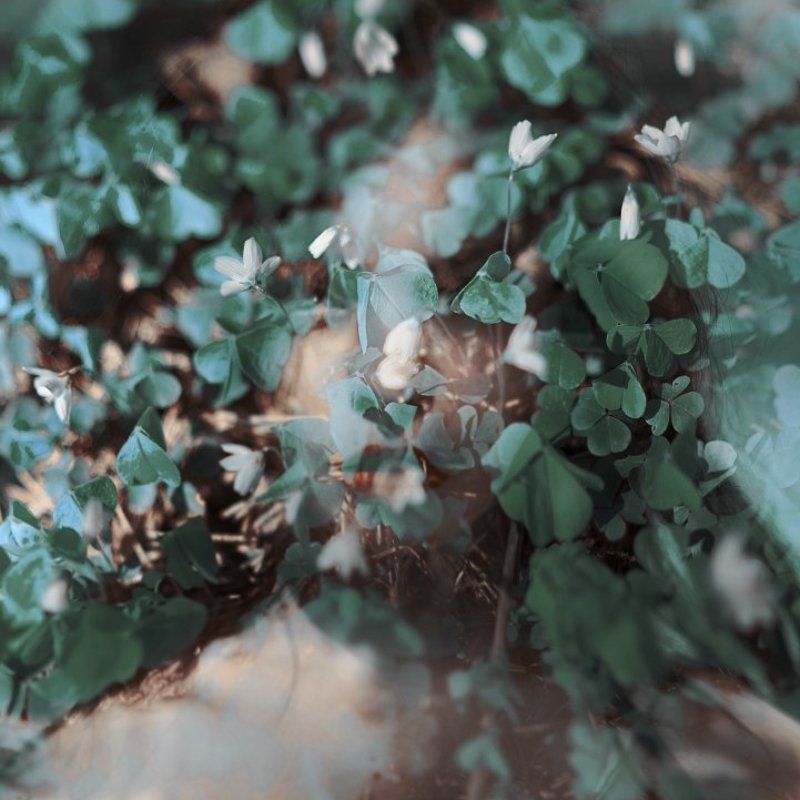 Flora фото превью