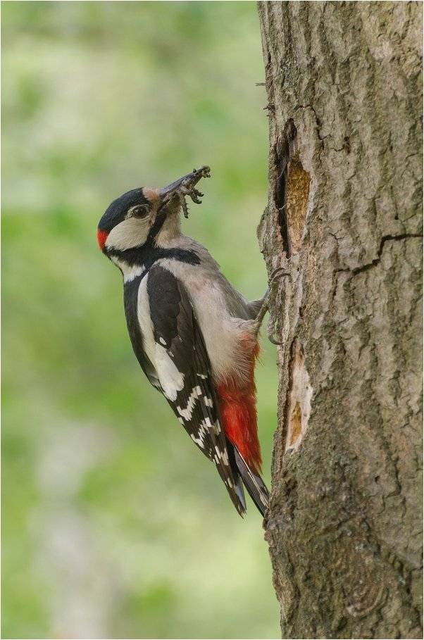 , Руслан Сигушин