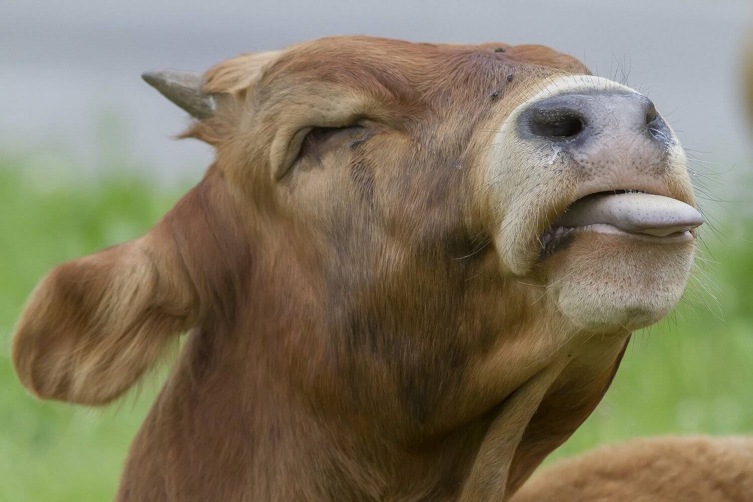 Бык, Тесленко Игорь