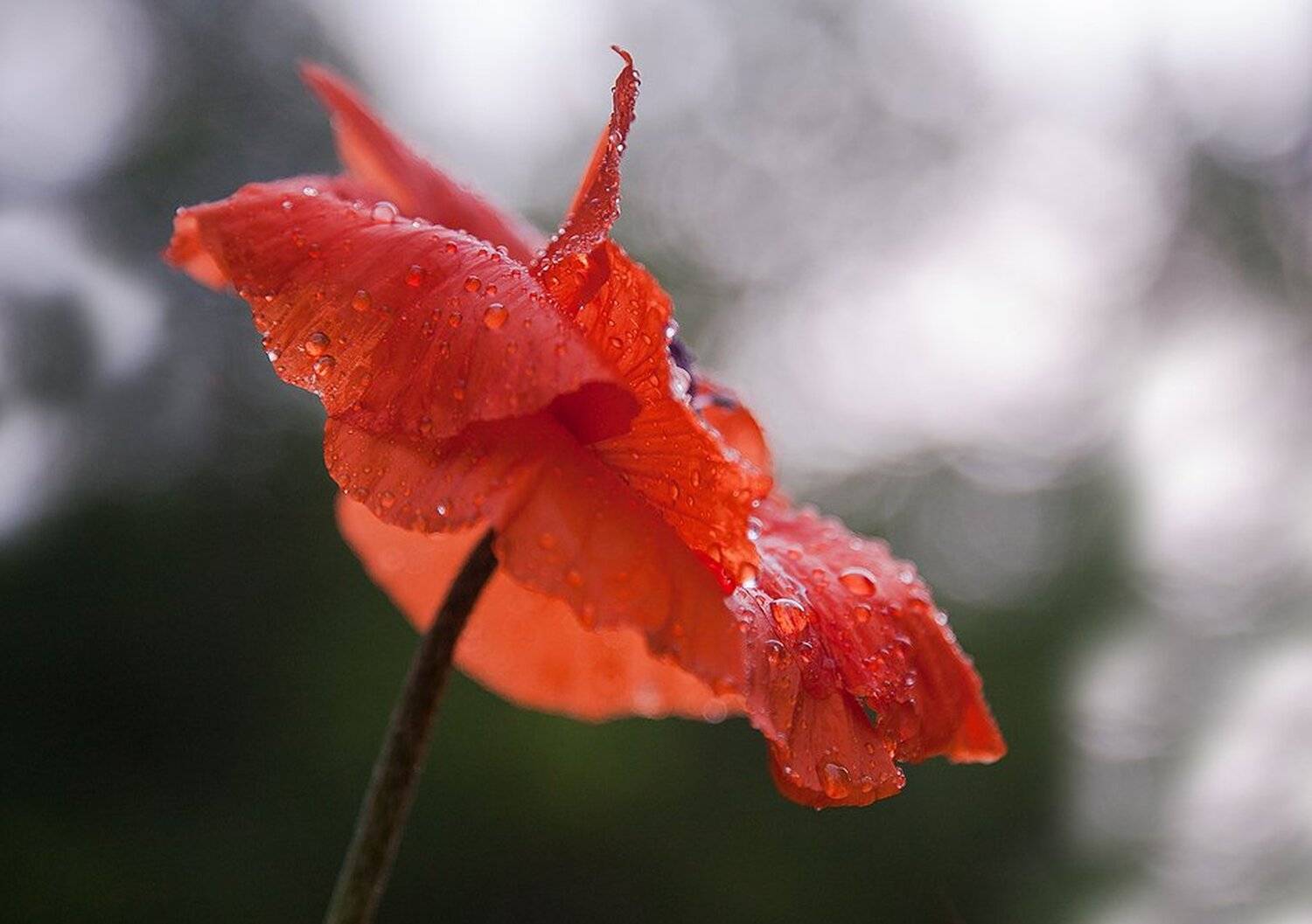 Маки, Макро, Природа, Флора, Цветы, Антонина