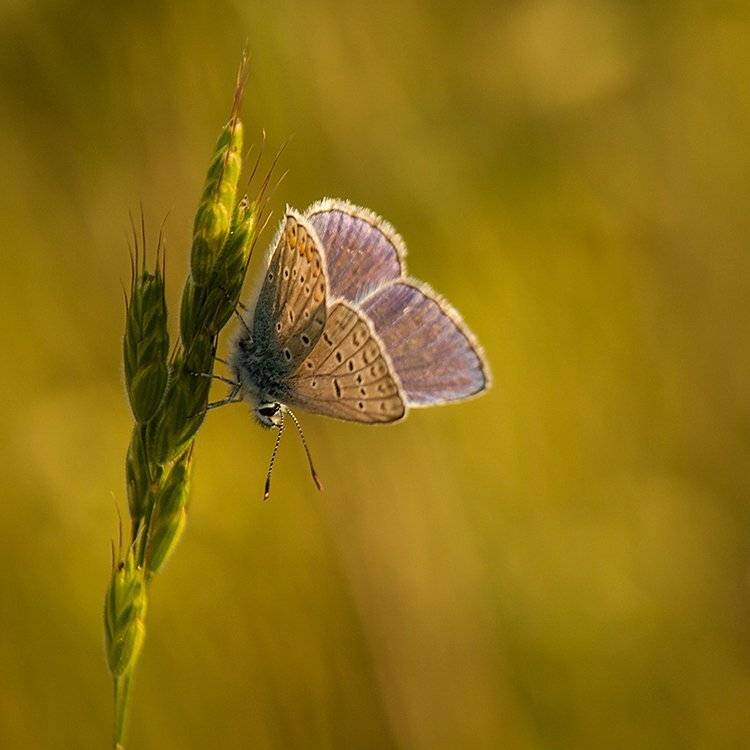 , Pawel Plucinski