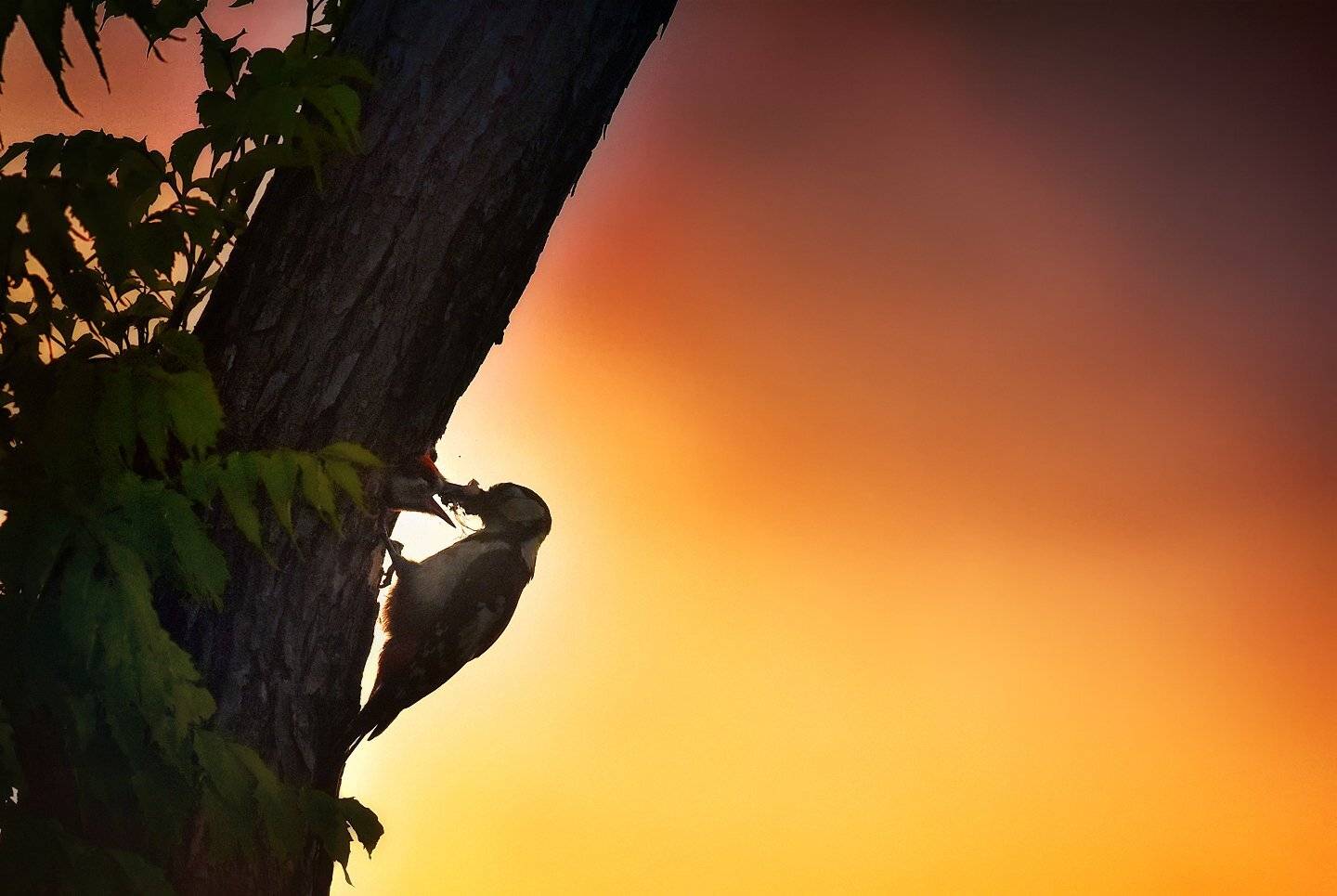 Woodpecker, KIM SUK EUN