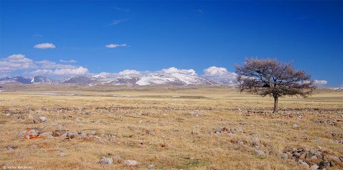 Шаман-дерево