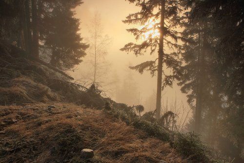 В лесу на горных тропах