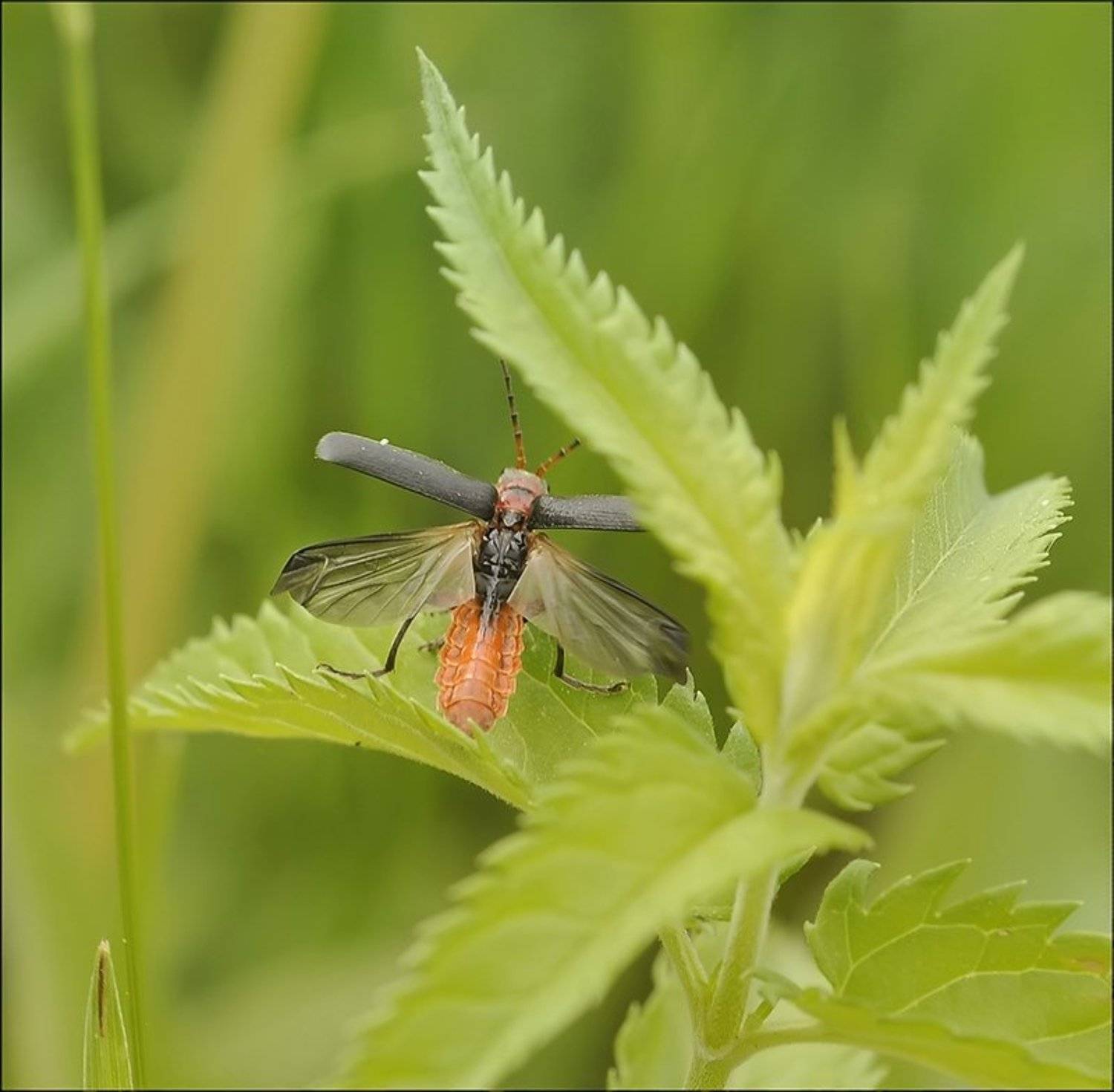 , Андрей Осокин