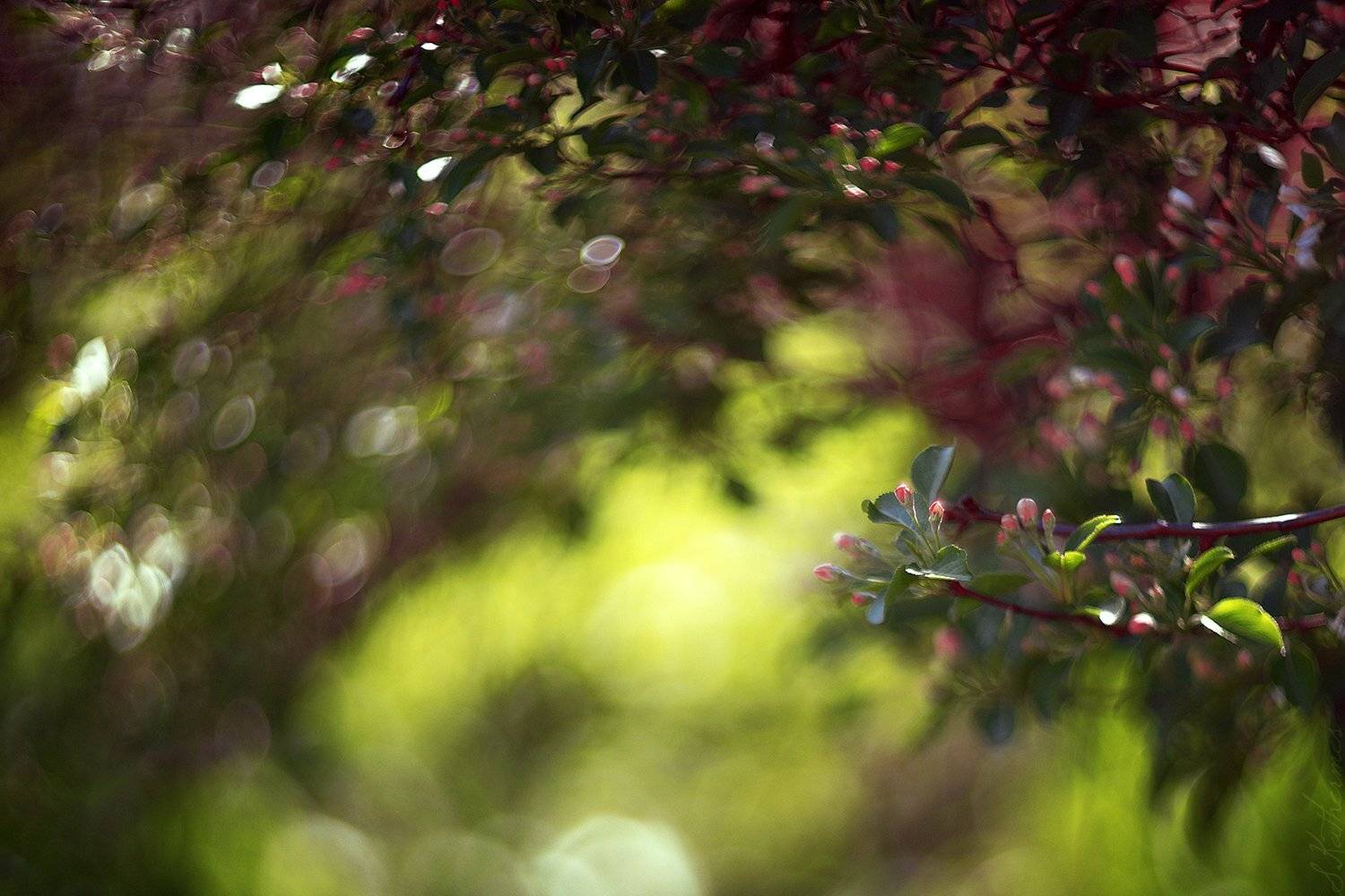 , София Катермес