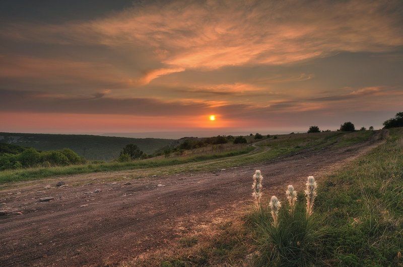 Закатные асфоделины. фото превью