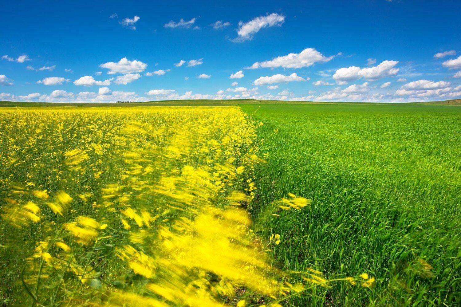 Поля, Рапс, Михаил Туркеев