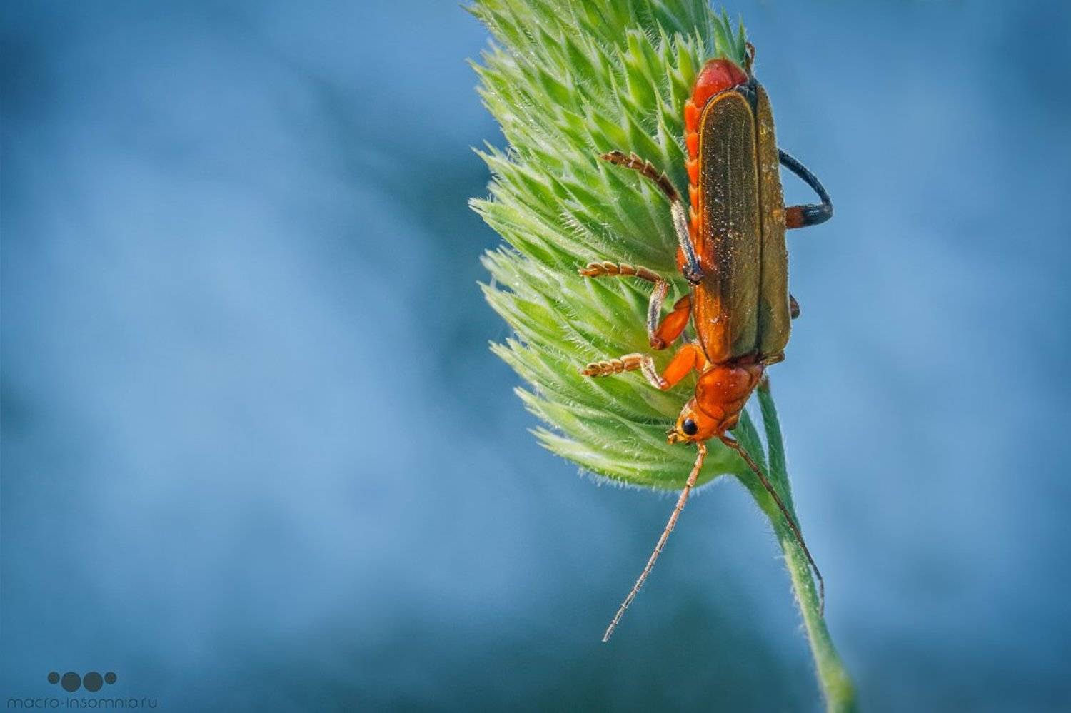 Macro-insomnia, Moon-insomnia, Жук, Жук-усач, Макро, Мягкотелка, Насекомые, Пожарник, Kirill Krivosheew