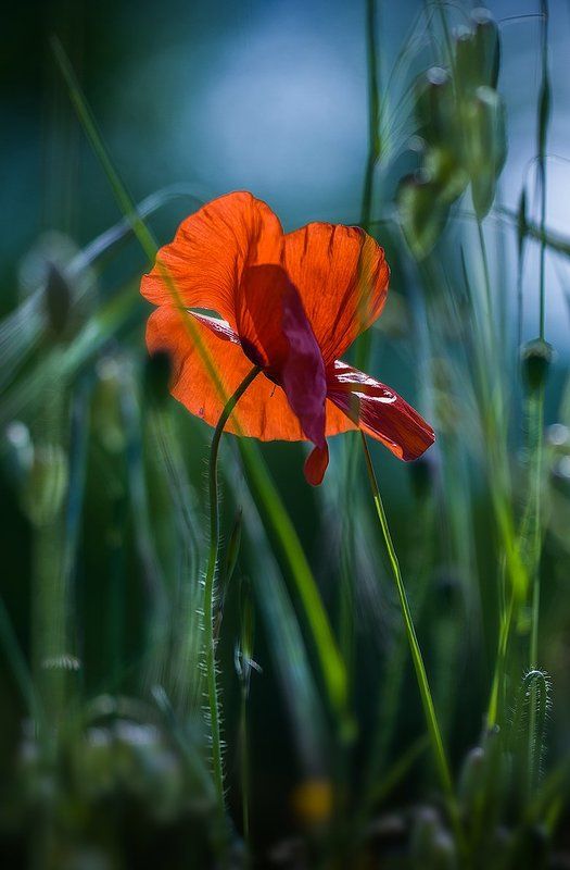 Я люблю их… фото превью