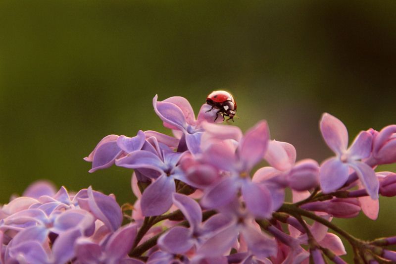 *** фото превью