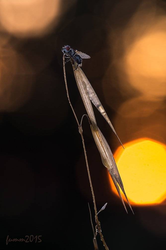 , Игорь ФУММ