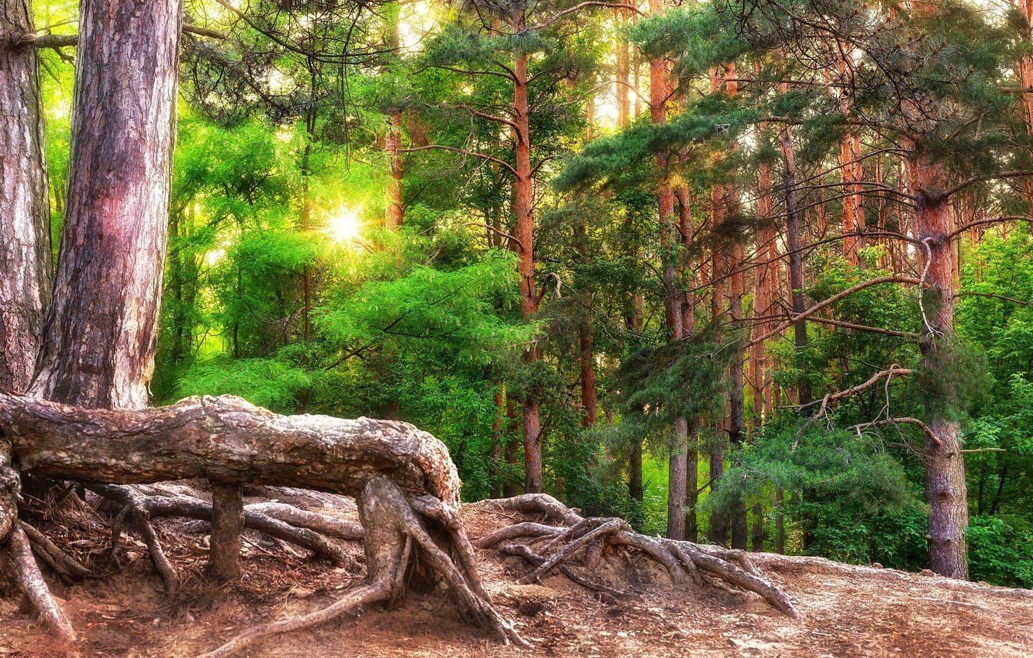 , Анастасия Сак