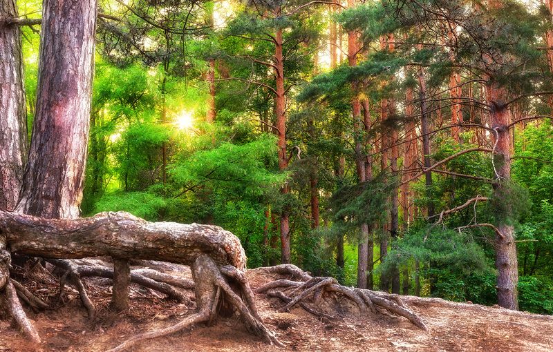 Первый день лета фото превью