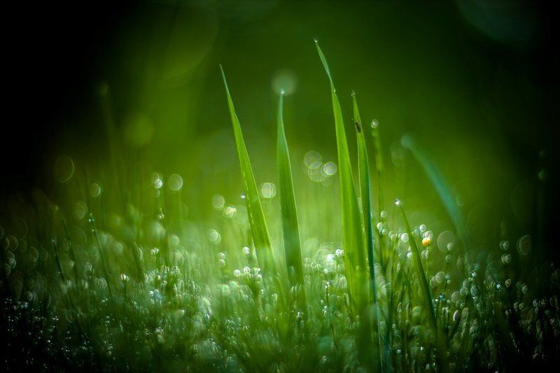 Встречая новый день... фото превью