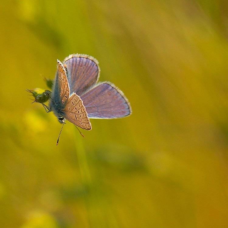 , Pawel Plucinski