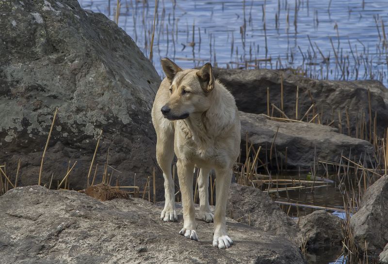 Собака Ничей. фото превью
