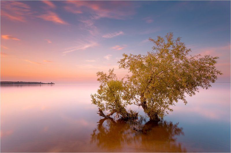 long exposure, закат, вода, дерево, serenity фото превью