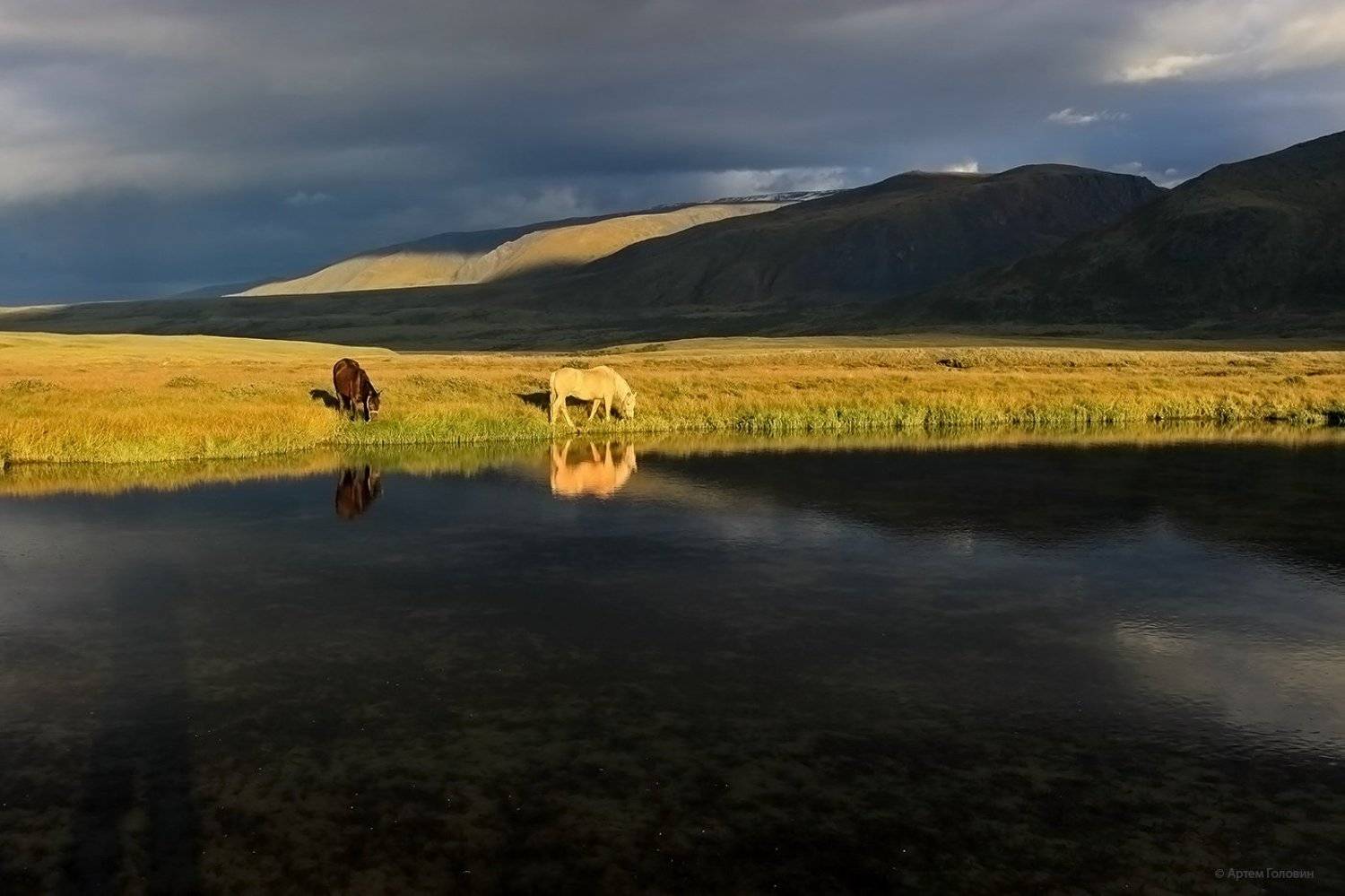 Алтай кони, Закат, Отражения, Плато укок, Артем Головин