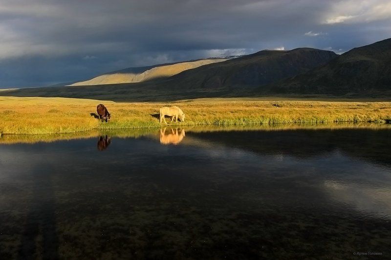 Алтай кони, Закат, Отражения, Плато укок На закате фото превью