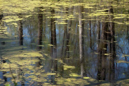 Pro магию весенних отражений...