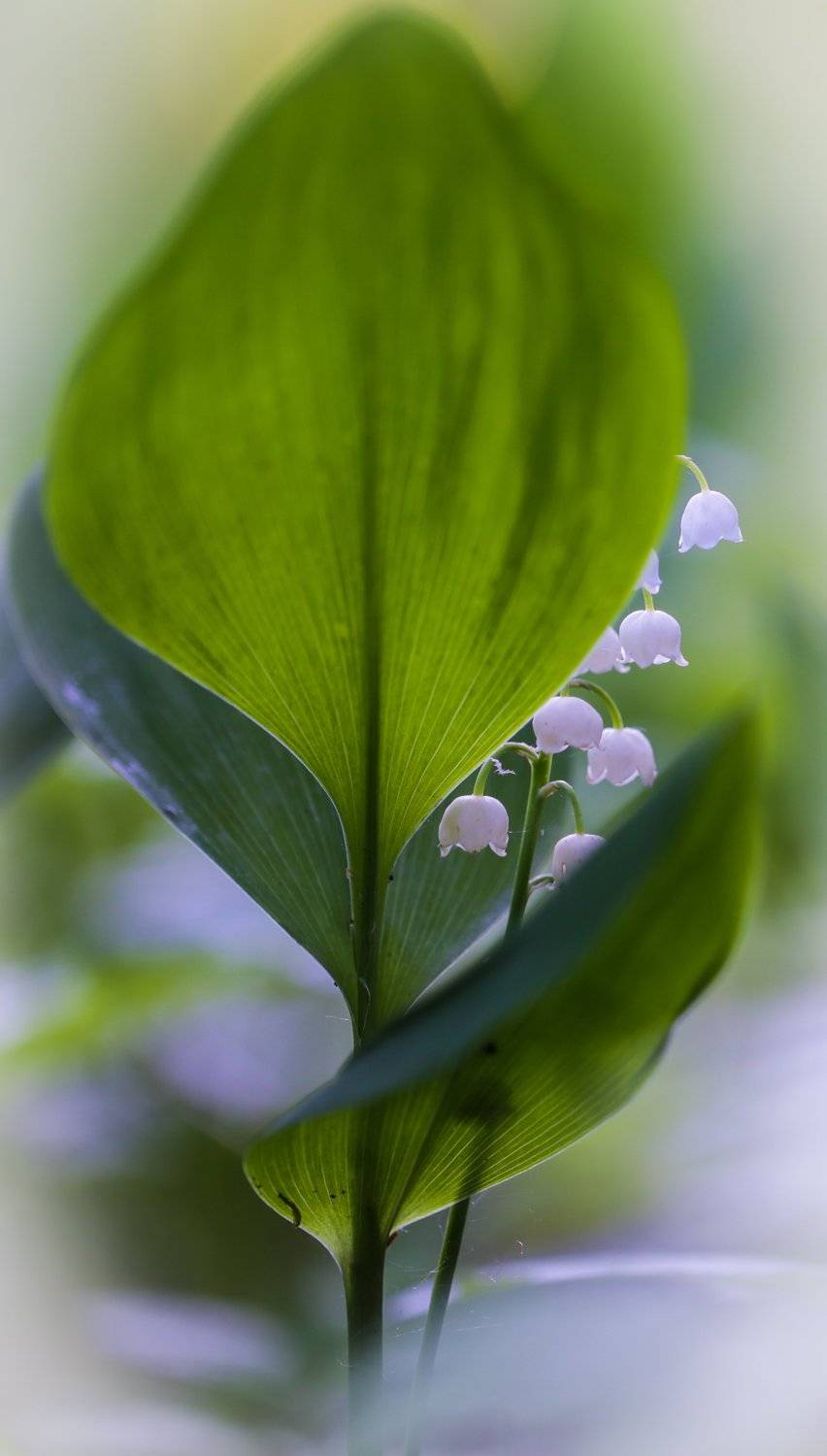 , Татьяна Гасс