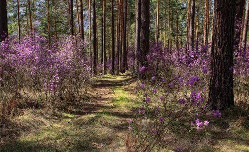 Весна в сосновом бору