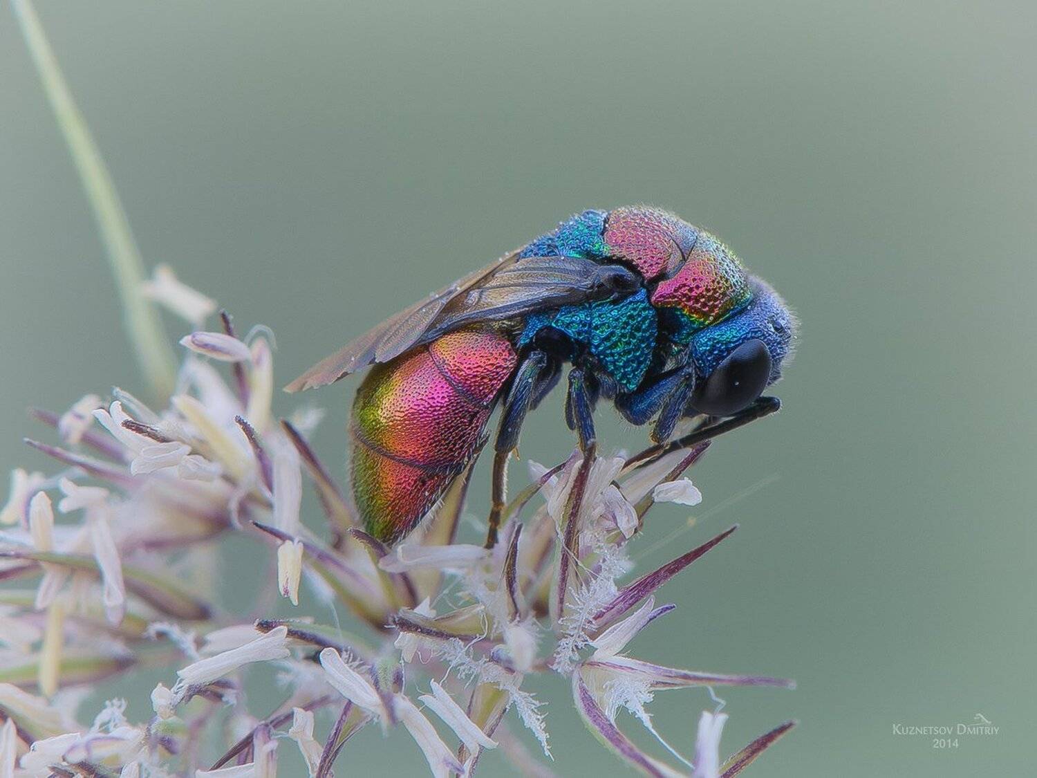 , Кузнецов Дмитрий