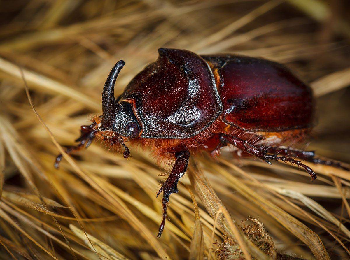 , Владимир Сковородников