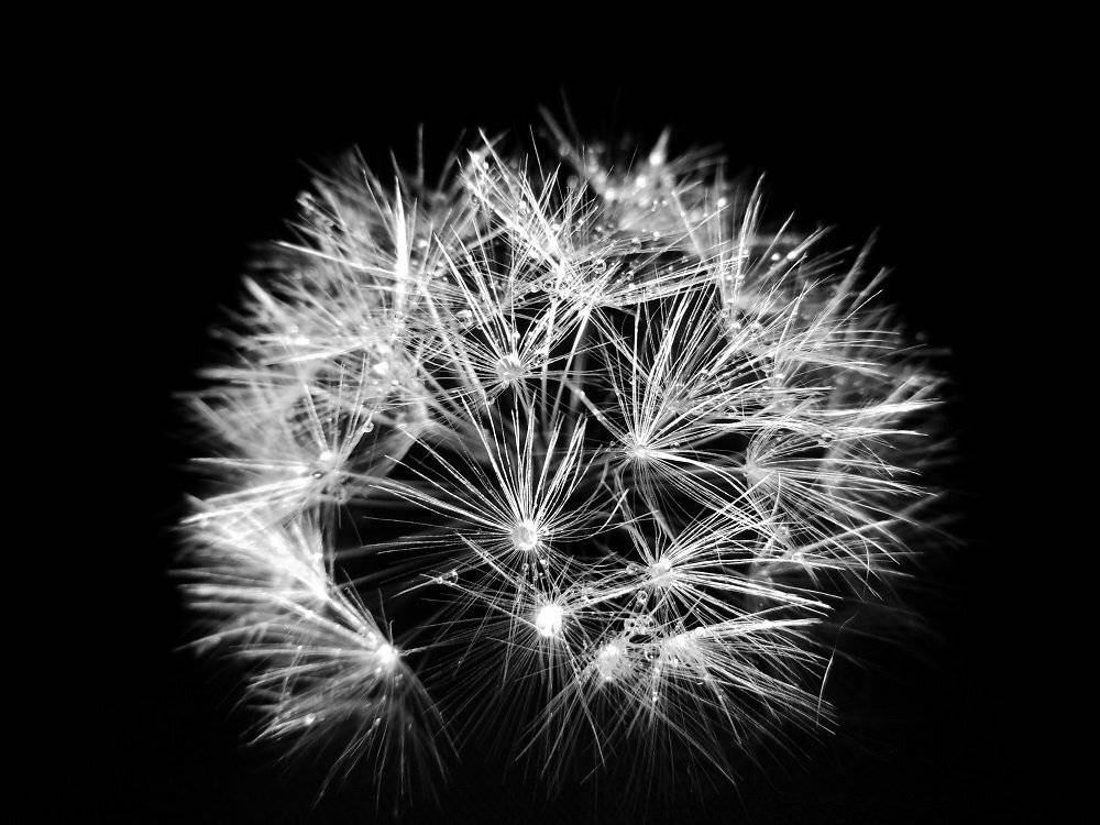 Blackandwhite, Dandelion, Flower, Ксения