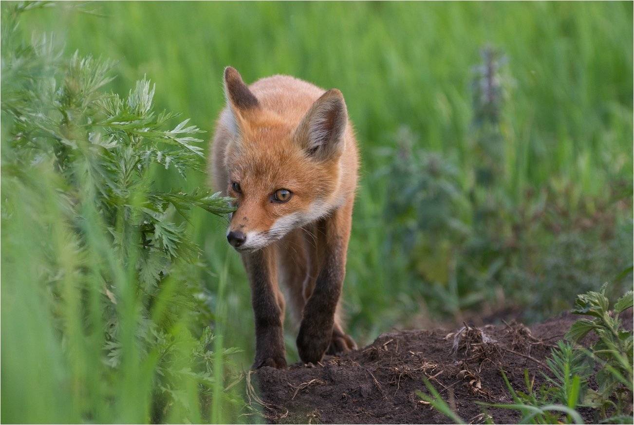 , Руслан Сигушин