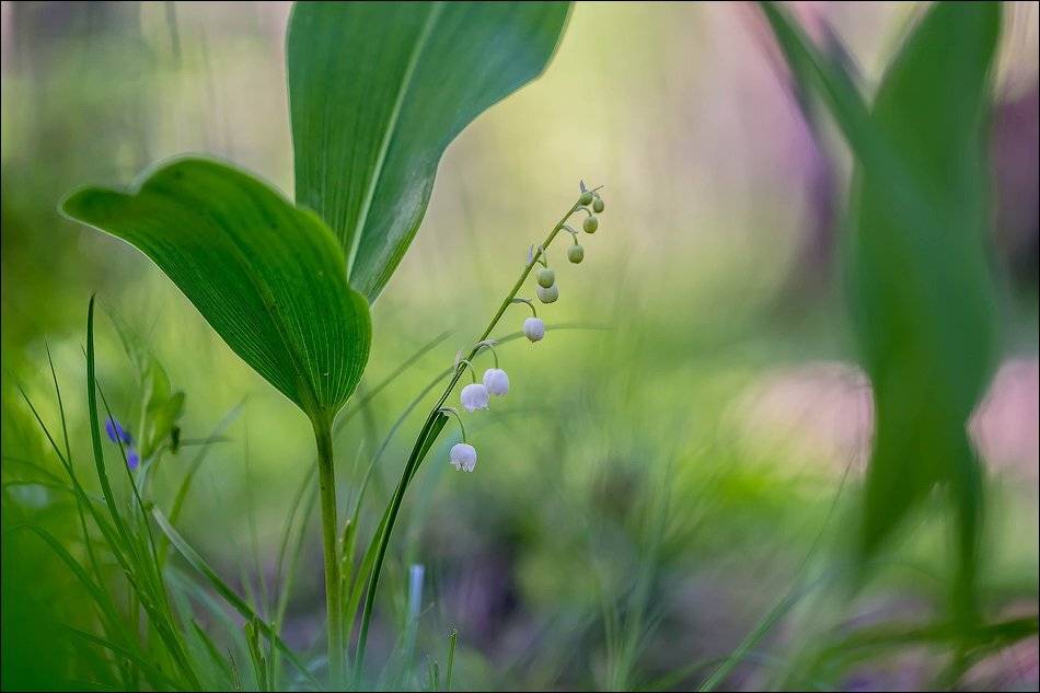 , Бурлов Андрей