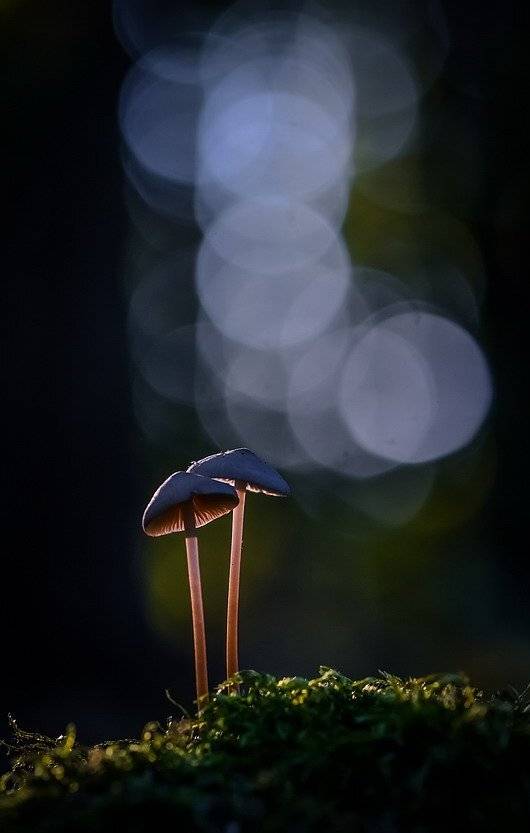 , Вячеслав Мищенко