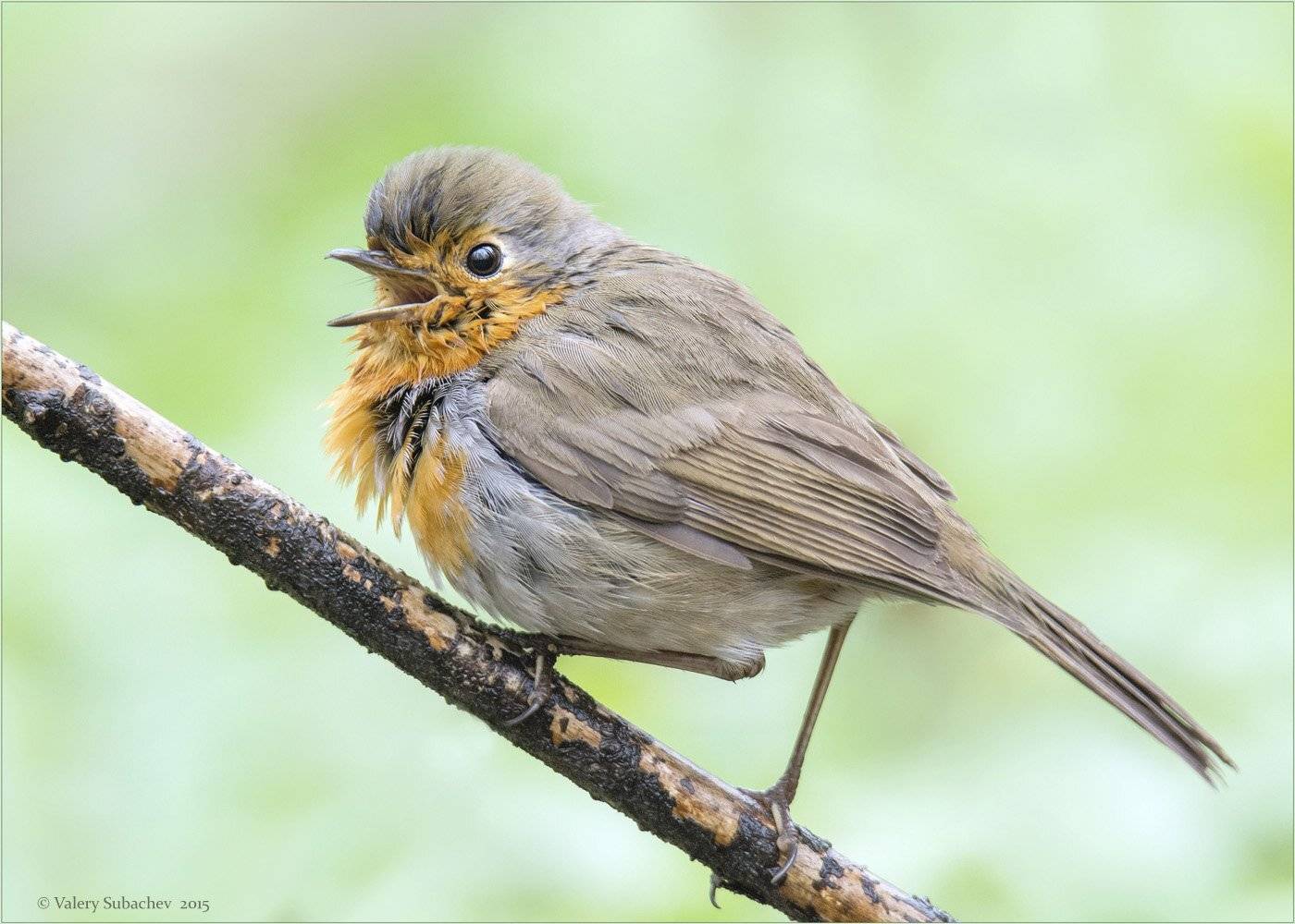 , Валерий Субачев