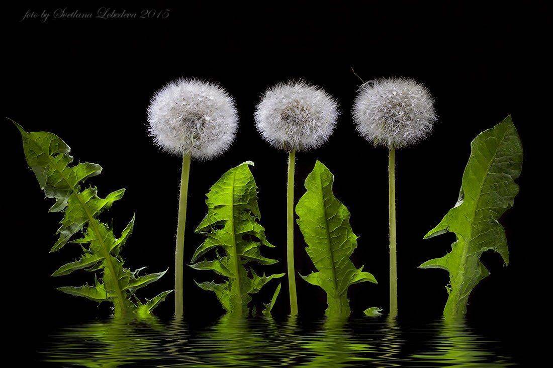 Одуванчики, Отражение, Цветы, Светлана Л.