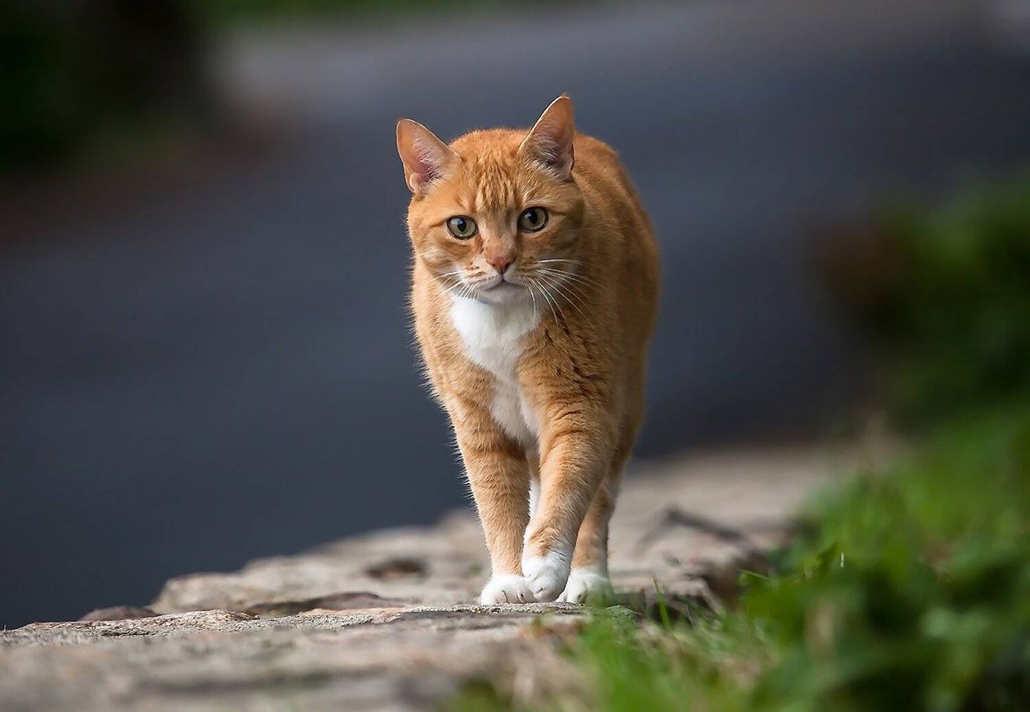 животные, кошки, Антонина