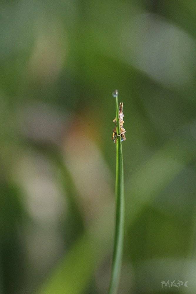 , Шангареев Марс