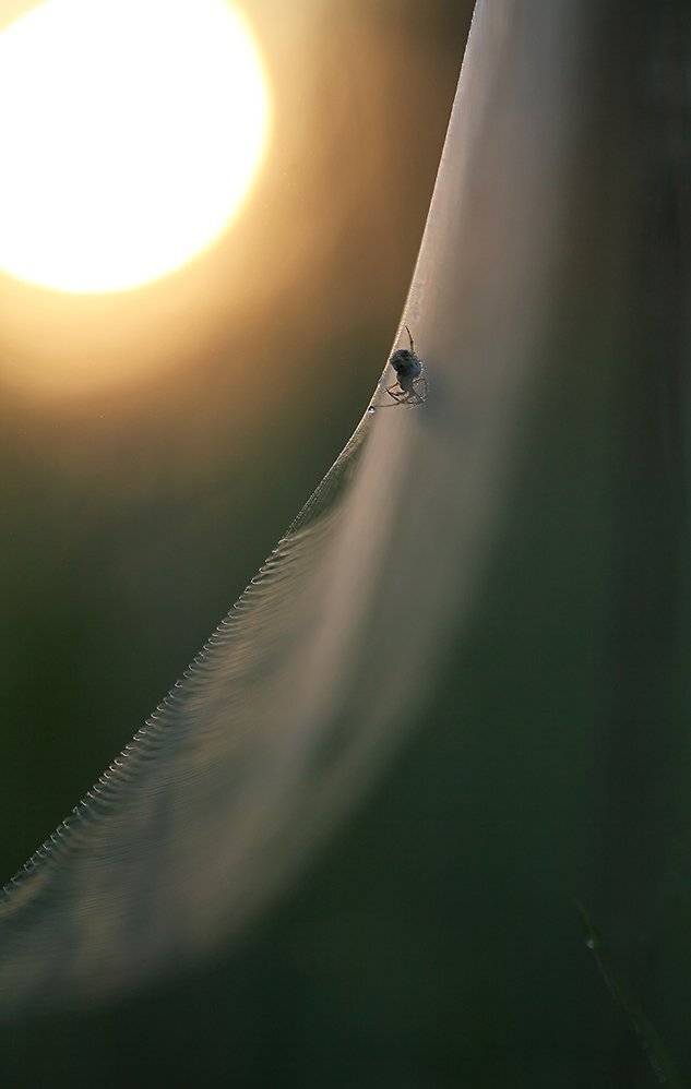 , Иваненко Светлана