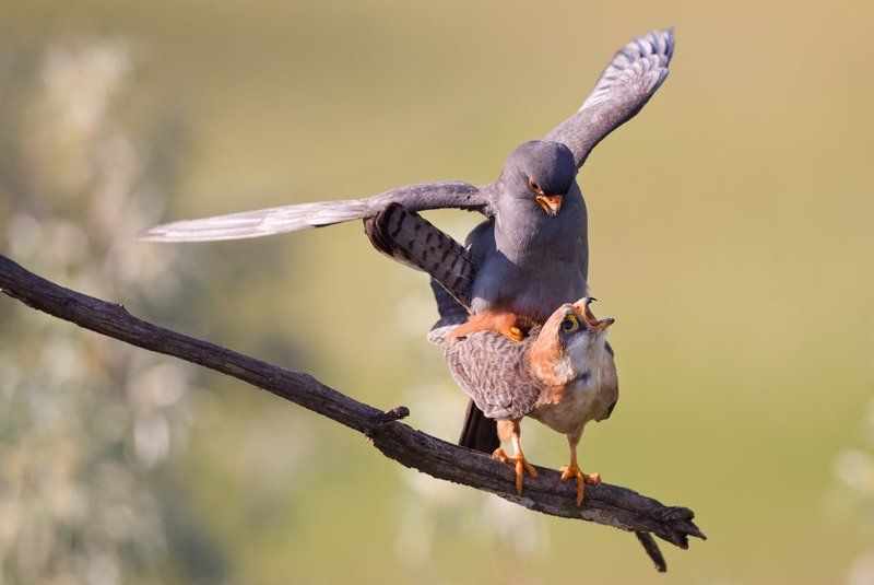 Falco vespertinus фото превью