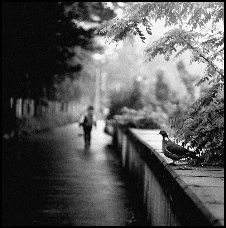 , Krzysztof Trojanowski