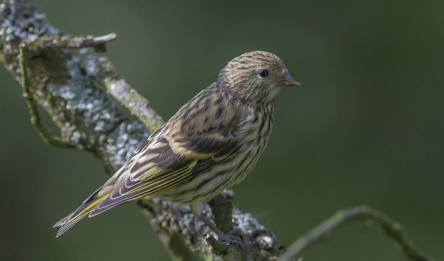 Чиж, вьюрковые, птицы, Тесленко Игорь