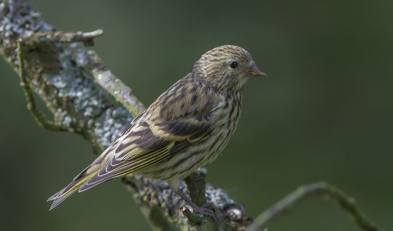 Чиж, вьюрковые, птицы Чижиха. фото превью