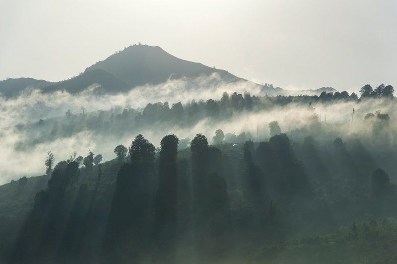SHADOWS фото превью
